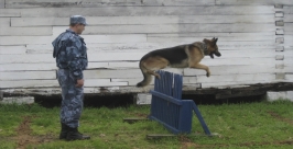 Соревнования кинологов прошли в Хабаровском крае Пресс-служба УФСИН России по Хабаровскому краю